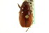  ( - CNC COLEO 00124131)  @11 [ ] CreativeCommons - Attribution (2011) CNC/CBG Photography Group Centre for Biodiversity Genomics