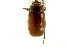  ( - CNC COLEO 00124134)  @11 [ ] CreativeCommons - Attribution (2011) CNC/CBG Photography Group Centre for Biodiversity Genomics