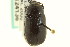  ( - CNC COLEO 00124136)  @13 [ ] CreativeCommons - Attribution (2011) CNC/CBG Photography Group Centre for Biodiversity Genomics