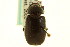  ( - CNC COLEO 00124175)  @13 [ ] CreativeCommons - Attribution (2011) CNC/CBG Photography Group Centre for Biodiversity Genomics