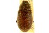  ( - CNC COLEO 00124226)  @11 [ ] CreativeCommons - Attribution (2011) CNC/CBG Photography Group Centre for Biodiversity Genomics