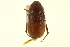  (Phyllophaga prununculina - CNC COLEO 00124259)  @14 [ ] CreativeCommons - Attribution (2011) CNC/CBG Photography Group Centre for Biodiversity Genomics