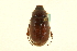  (Phyllophaga sequoiana - CNC COLEO 00124284)  @11 [ ] CreativeCommons - Attribution (2011) CNC/CBG Photography Group Centre for Biodiversity Genomics