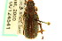  (Dichelonyx albicollis - CNC COLEO 00124541)  @14 [ ] CreativeCommons - Attribution (2011) CNC/CBG Photography Group Centre for Biodiversity Genomics