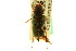  ( - CNC COLEO 00124548)  @13 [ ] CreativeCommons - Attribution (2011) CNC/CBG Photography Group Centre for Biodiversity Genomics