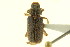  ( - CNC COLEO 00124579)  @11 [ ] CreativeCommons - Attribution (2011) CNC/CBG Photography Group Centre for Biodiversity Genomics