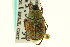  ( - CNC COLEO 00124609)  @11 [ ] CreativeCommons - Attribution (2011) CNC/CBG Photography Group Centre for Biodiversity Genomics
