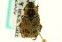  ( - CNC COLEO 00124610)  @11 [ ] CreativeCommons - Attribution (2011) CNC/CBG Photography Group Centre for Biodiversity Genomics