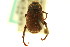  (Hoplia modesta - CNC COLEO 00124626)  @12 [ ] CreativeCommons - Attribution (2011) CNC/CBG Photography Group Centre for Biodiversity Genomics