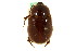  ( - CNC COLEO 00124681)  @11 [ ] CreativeCommons - Attribution (2011) CNC/CBG Photography Group Centre for Biodiversity Genomics