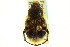  ( - CNC COLEO 00124755)  @12 [ ] CreativeCommons - Attribution (2011) CNC/CBG Photography Group Centre for Biodiversity Genomics