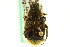 ( - CNC COLEO 00124758)  @13 [ ] CreativeCommons - Attribution (2011) CNC/CBG Photography Group Centre for Biodiversity Genomics