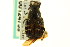  ( - CNC COLEO 00124759)  @12 [ ] CreativeCommons - Attribution (2011) CNC/CBG Photography Group Centre for Biodiversity Genomics
