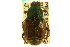  (Trichiotinus bibens - CNC COLEO 00124761)  @13 [ ] CreativeCommons - Attribution (2011) CNC/CBG Photography Group Centre for Biodiversity Genomics