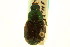 ( - CNC COLEO 00124762)  @12 [ ] CreativeCommons - Attribution (2011) CNC/CBG Photography Group Centre for Biodiversity Genomics
