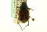 ( - CNC COLEO 00124766)  @13 [ ] CreativeCommons - Attribution (2011) CNC/CBG Photography Group Centre for Biodiversity Genomics