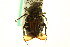  ( - CNC COLEO 00124774)  @13 [ ] CreativeCommons - Attribution (2011) CNC/CBG Photography Group Centre for Biodiversity Genomics