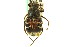  (Trichiotinus piger - CNC COLEO 00124775)  @14 [ ] CreativeCommons - Attribution (2011) CNC/CBG Photography Group Centre for Biodiversity Genomics