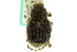  ( - CNC COLEO 00124779)  @14 [ ] CreativeCommons - Attribution (2011) CNC/CBG Photography Group Centre for Biodiversity Genomics