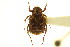  ( - CNC COLEO 00124782)  @11 [ ] CreativeCommons - Attribution (2011) CNC/CBG Photography Group Centre for Biodiversity Genomics