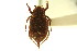  ( - CNC COLEO 00124783)  @11 [ ] CreativeCommons - Attribution (2011) CNC/CBG Photography Group Centre for Biodiversity Genomics
