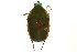  ( - CNC COLEO 00124791)  @14 [ ] CreativeCommons - Attribution (2011) CNC/CBG Photography Group Centre for Biodiversity Genomics