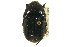  ( - CNC COLEO 00124821)  @11 [ ] CreativeCommons - Attribution (2011) CNC/CBG Photography Group Centre for Biodiversity Genomics