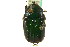  ( - CNC COLEO 00124822)  @11 [ ] CreativeCommons - Attribution (2011) CNC/CBG Photography Group Centre for Biodiversity Genomics