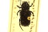  (Cremastocheilus armatus - CNC COLEO 00124860)  @13 [ ] CreativeCommons - Attribution (2011) CNC/CBG Photography Group Centre for Biodiversity Genomics