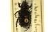  (Cremastocheilus harrisii - CNC COLEO 00124869)  @11 [ ] CreativeCommons - Attribution (2011) CNC/CBG Photography Group Centre for Biodiversity Genomics