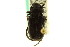  ( - CNC COLEO 00124872)  @12 [ ] CreativeCommons - Attribution (2011) CNC/CBG Photography Group Centre for Biodiversity Genomics