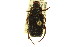 ( - CNC COLEO 00124881)  @12 [ ] CreativeCommons - Attribution (2011) CNC/CBG Photography Group Centre for Biodiversity Genomics