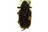 (Cremastocheilus crinitus - CNC COLEO 00124883)  @13 [ ] CreativeCommons - Attribution (2011) CNC/CBG Photography Group Centre for Biodiversity Genomics