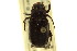  (Cremastocheilus wheeleri - CNC COLEO 00124887)  @13 [ ] CreativeCommons - Attribution (2011) CNC/CBG Photography Group Centre for Biodiversity Genomics