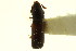  ( - CNC COLEO 00124919)  @11 [ ] CreativeCommons - Attribution (2011) CNC/CBG Photography Group Centre for Biodiversity Genomics