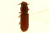  ( - CNC COLEO 00124949)  @11 [ ] CreativeCommons - Attribution (2011) CNC/CBG Photography Group Centre for Biodiversity Genomics
