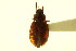  ( - CNC COLEO 00124982)  @11 [ ] CreativeCommons - Attribution (2011) CNC/CBG Photography Group Centre for Biodiversity Genomics