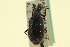  ( - CNC COLEO 00124998)  @11 [ ] CreativeCommons - Attribution (2011) CNC/CBG Photography Group Centre for Biodiversity Genomics