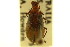  ( - CNC COLEO 00125005)  @11 [ ] CreativeCommons - Attribution (2011) CNC/CBG Photography Group Centre for Biodiversity Genomics