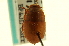  ( - CNC COLEO 00125059)  @13 [ ] CreativeCommons - Attribution (2011) CNC/CBG Photography Group Centre for Biodiversity Genomics