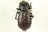  (Stenomorpha rimatus - CNC COLEO 00126352)  @13 [ ] CreativeCommons - Attribution (2011) CNC/CBG Photography Group Centre for Biodiversity Genomics