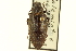  ( - CNC COLEO 00126399)  @11 [ ] CreativeCommons - Attribution (2011) CNC/CBG Photography Group Centre for Biodiversity Genomics