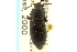  ( - CNC COLEO 00126571)  @11 [ ] CreativeCommons - Attribution (2011) CNC/CBG Photography Group Centre for Biodiversity Genomics