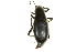  (Eleodes longicollis - CNC COLEO 00126675)  @15 [ ] CreativeCommons - Attribution (2011) CNC/CBG Photography Group Centre for Biodiversity Genomics