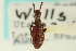  ( - CNC COLEO 00126290)  @11 [ ] CreativeCommons - Attribution (2011) CNC/CBG Photography Group Centre for Biodiversity Genomics
