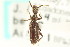  ( - CNC COLEO 00126298)  @11 [ ] CreativeCommons - Attribution (2011) CNC/CBG Photography Group Centre for Biodiversity Genomics