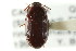  (Platydema americana - CNCI 00029487)  @13 [ ] CreativeCommons - Attribution (2011) CNC/CBG Photography Group Centre for Biodiversity Genomics