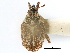  ( - CNC COLEOPT # 04-1612)  @11 [ ] CreativeCommons - Attribution (2011) CNC/CBG Photography Group Centre for Biodiversity Genomics