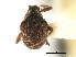  ( - CNC COLEOPT # 04-4450)  @11 [ ] CreativeCommons - Attribution (2011) CNC/CBG Photography Group Centre for Biodiversity Genomics
