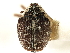  ( - CNC COLEOPT # 04-4458)  @11 [ ] CreativeCommons - Attribution (2011) CNC/CBG Photography Group Centre for Biodiversity Genomics